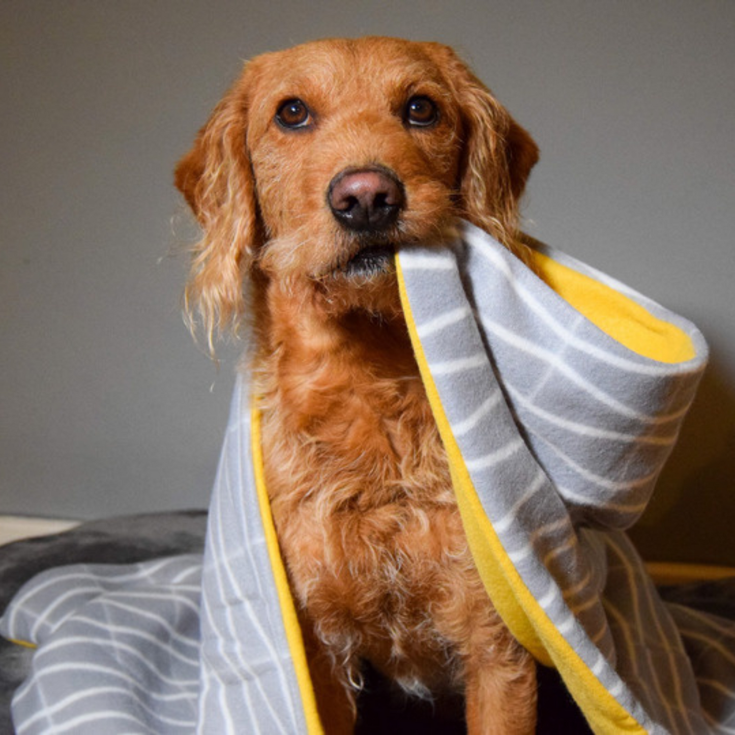 Fleece Dog Blanket